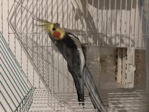 Sahiplendirme sultan papağanımız 1 yaşında