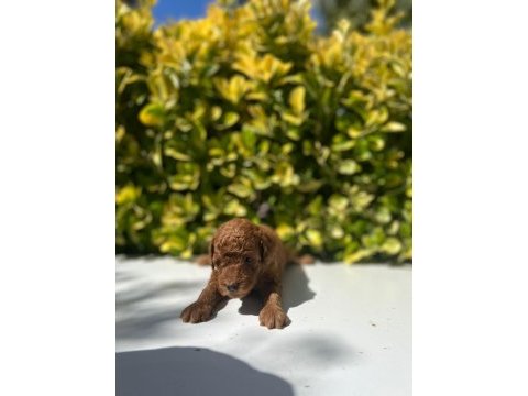 Irk garantili red brown toy poodle