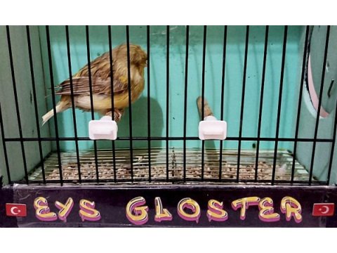 Kanarya glosterler toptan