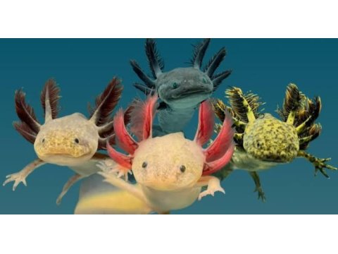 Axolotl semenderi çok tatlı adana