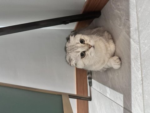 Scottish fold ücretsiz kedimiz