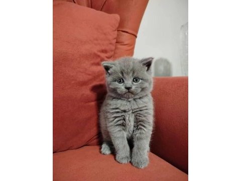 British shorthair yavrularımız