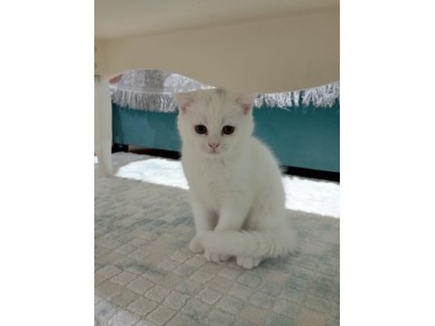 Scottish fold dünyalar tatlısına yuva kar beyaz