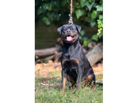 Fcı kıf a şecereli 3 yaş dişi rottweiler
