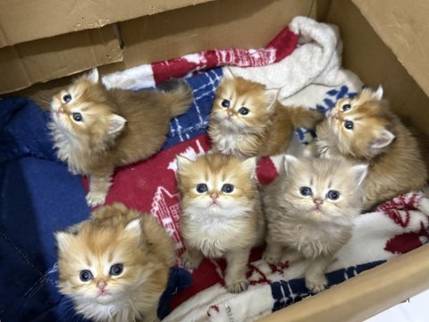 2 aylık yavrularımız golden british longhair