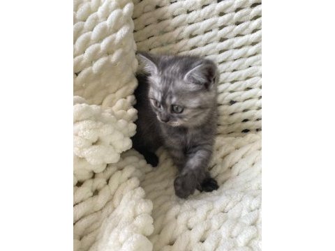 British shorthair yavru kedim