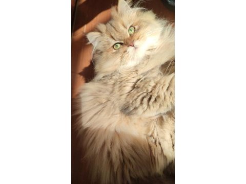 11 aylık golden dişi british longhair