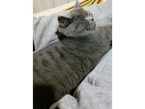 Safkan dişi british shorthair lokum 7 aylık aşılı