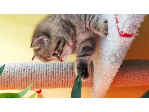 British tabby dünyalar tatlısı