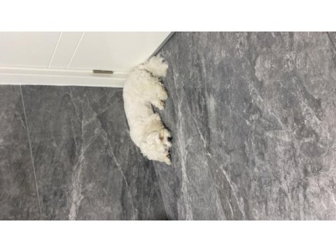 Maltese terrier 8 aylık