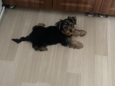 3,5 aylık ev doğumlu kızımız yeni yuvasını bekliyor