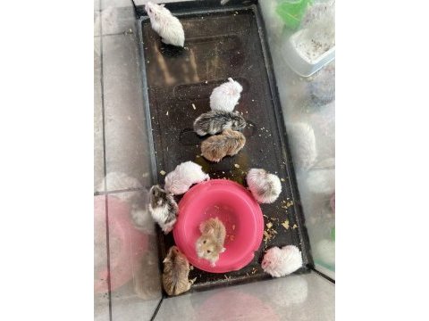Gonzales hamsterler yavru-erkek-dişi hepsi mevcut
