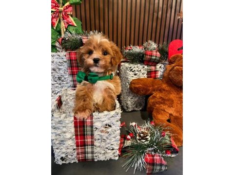 Tarçınlı kurabiye gibi poodle