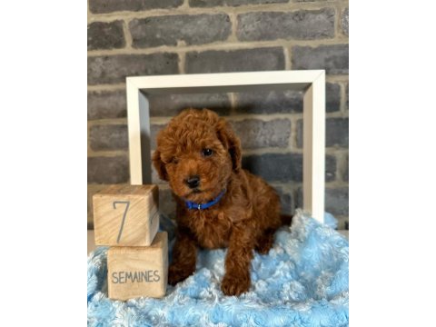 Güzellik abidesi poodle bebeklerimiz