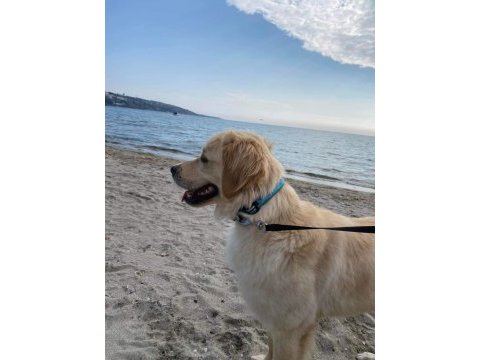 8 aylık golden retriever