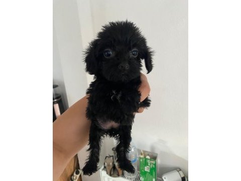 Ev ortamında sevgiyle bakılan maltipoo yavrular