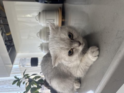 Kedimiz yeni ailesini bekliyor