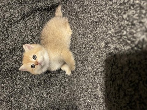 Anne baba şecereli şampiyon standartlarda british dişi