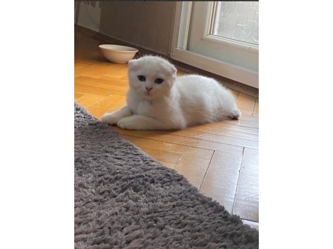 Scottish fold 3 aylık erkek kedimiz