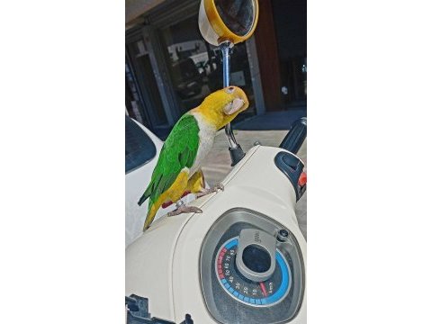 Çok oyuncu kayık papağanı evcil