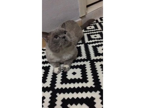 British shorthair kedisi