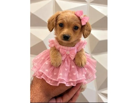 Toy poodle minik sekerler