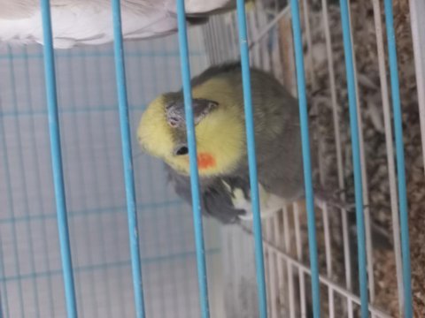 Erkek dişi sultan papağanı