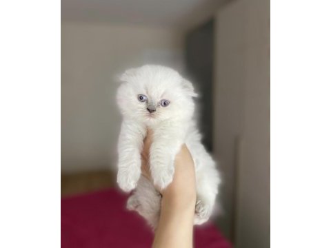 Scottısh fold longhaır yavrularım 