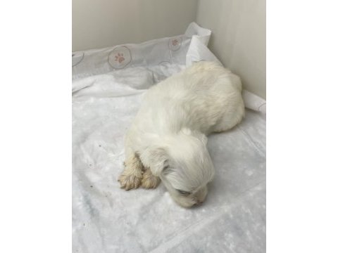 Sevgi dolu, sağlıklı ve çok sevimli maltese yavrumuz