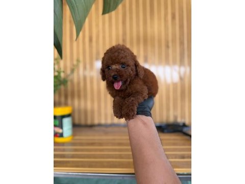 Toy poodle bebekler referans yavru