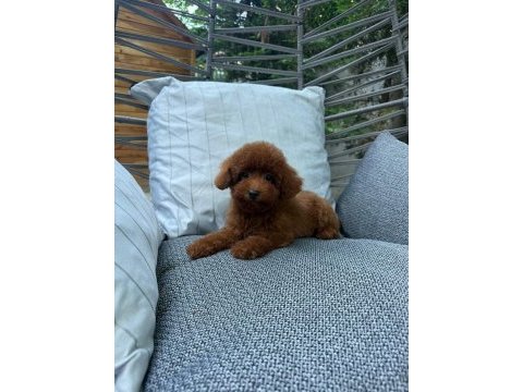 Orijinal safkan toy poodle yavrularımız