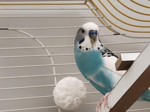 Eş takım yumurtalı muhabbet kuşu