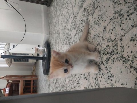 British longhair ve british gold ny11