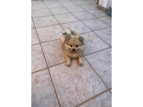 Yavru pomeranian