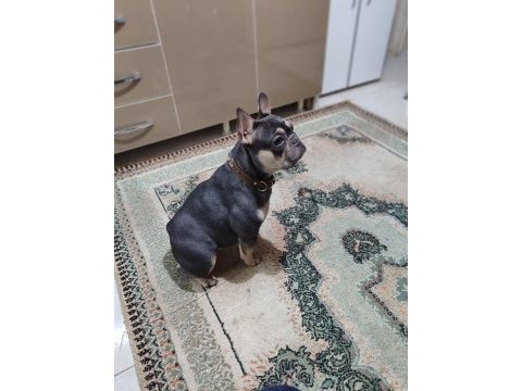 Dişi blue and tan french bulldog