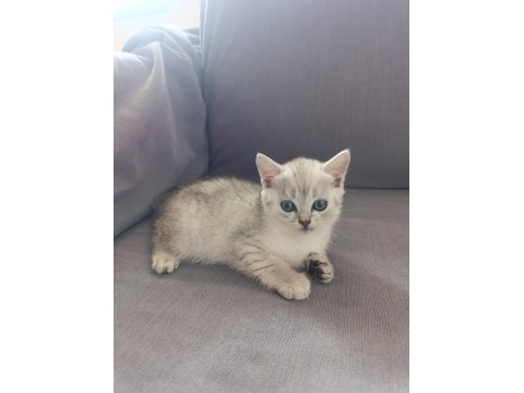 British shorthair mersin tarsus cüzi ücretli