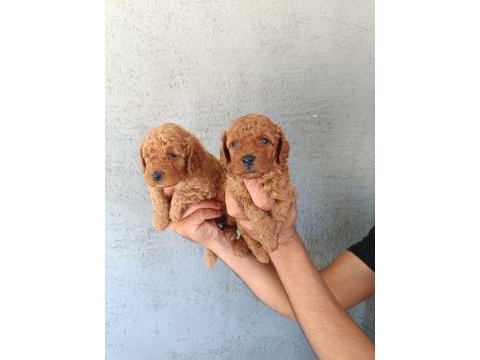 Red poodle yavrular