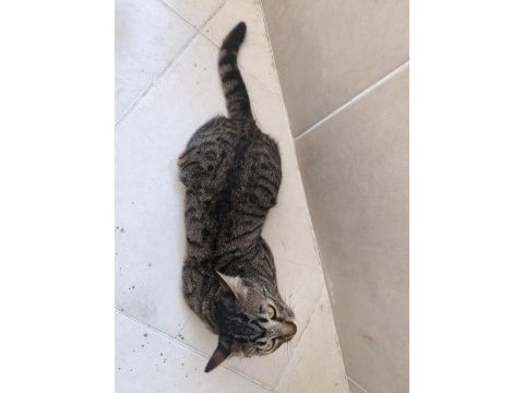 Kedimizi acil sahiplendirmek istiyorum