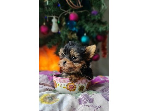 Şecereli teacup yorkshire terrier yavrular