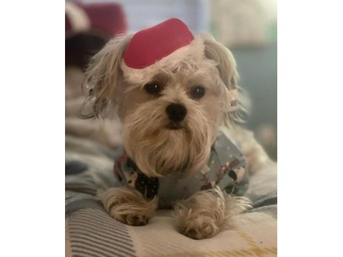 Uyumlu sevecen morkie