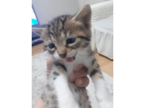 Güzeller güzeli yavrumuza yuva arıyoruz tekir