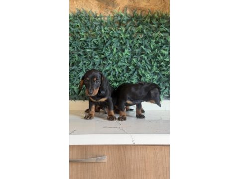 Klasik rengi ile mini dachshund