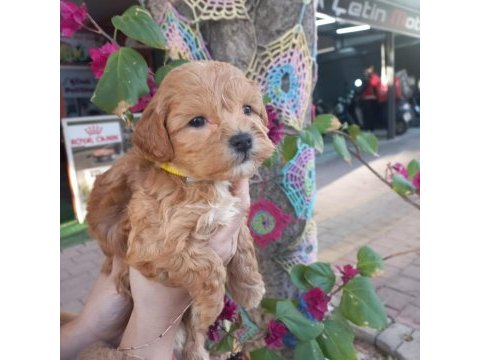 A kalite maltipoo dişi erkek mevcut