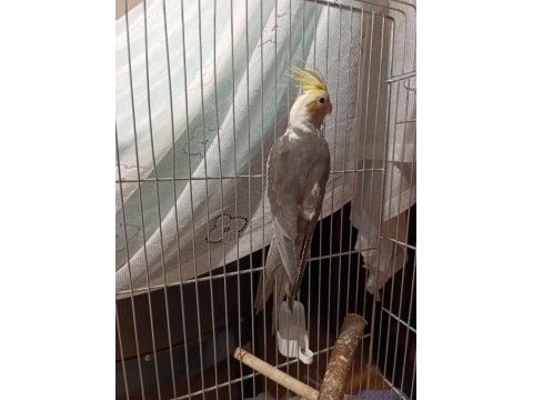 3 aylık yavru sultan papağanı