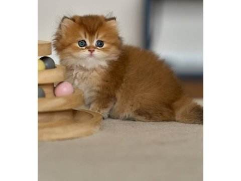 Eşi bulunmayan golden ny12 british longhair