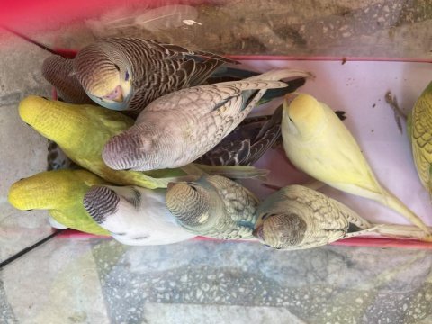 Bebek muhabbet kuşlar