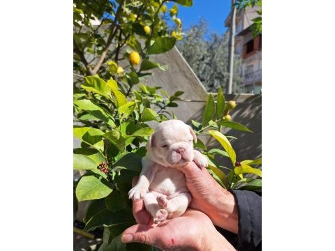 Platinum dişi french bulldog yavrular