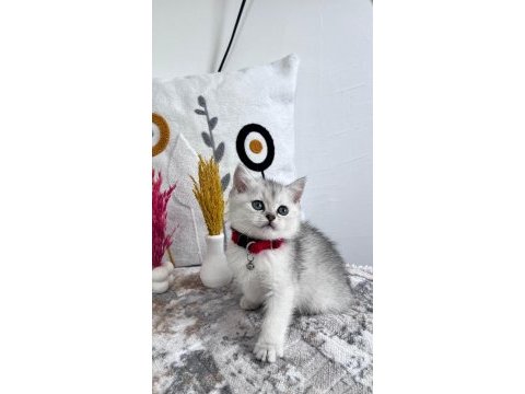 Orijinal silver ns 1133 british shorthair yavrularımız
