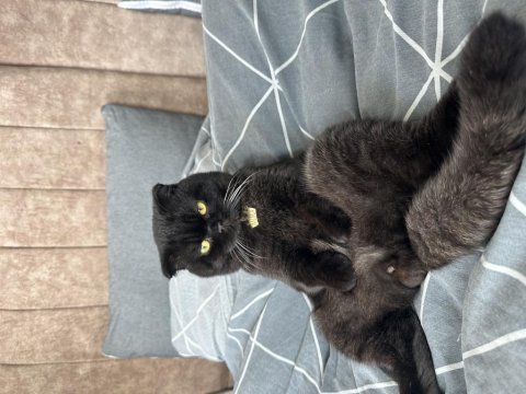 Ücretli sahiplendirme 1,5 yaşında scottish fold