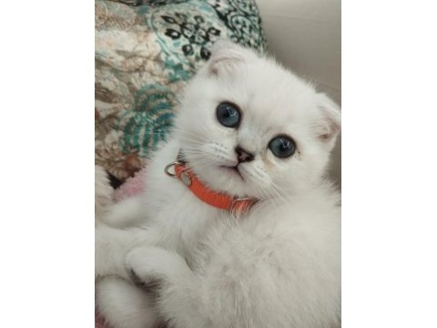 Satılık scottish fold